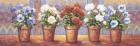 Row Of Flower Pots - A