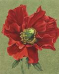 Red Poppy 2