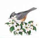 Studio Friends - Titmouse