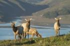Animals Grazing By The Lake