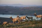 Animals Running By The Lake