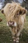 Animal Closeup