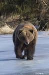 Bear On The Prowl