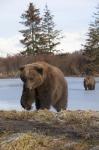 Bear On The Field