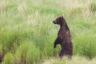 Bear In High Grass
