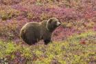 Bear In Colored Field