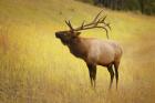 Antlers In The Field