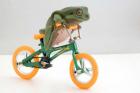 A Frog And His Bicycle