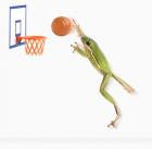 A Frog And His Basketball