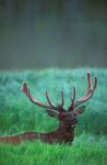 Antlers In The Green Field