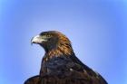 Bald Eagle Headshot