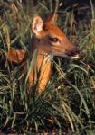 Baby Deer in Grass