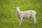 Baby Lamb in Grassfield