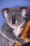 Baby Koala Holding Branch