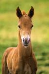 Baby Calf in Grass