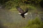 Bald Eagle Soaring over Lake