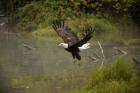 Bald Eagle Soaring over Lake
