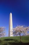 Arlington Cemetery in Spring