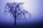 Bare Tree on Purple