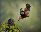 Red Kite