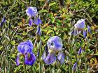 Bearded Iris in the Sunshine