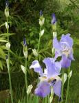 Blue Irises