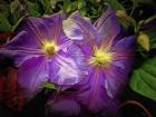 Clematis Azure Pearl