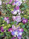 Climbing Lilac Rose