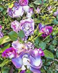 Soft Lilac Rose