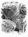 Rustic Display Of Tomatoes For Sale Black And White
