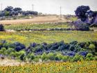 Sunflower Landscape