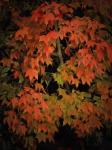 Fall Colours 1