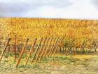 Grape Vines In Autumn