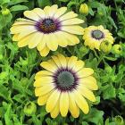 Osteospermum Serenity Blue