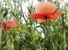 Poppies After The Rain