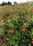 Poppies in the Landscape