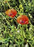 Poppy Beauties