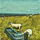 Sheep at Water Trough