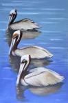 Three Pelicans