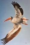 White Pelican