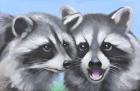 Loving Raccoons