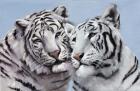 Loving White Tigers