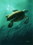 Green Sea Turtle