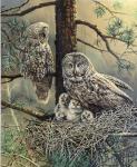 Great Gray Owl  Family