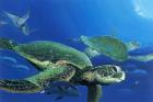 Green Sea Turtles