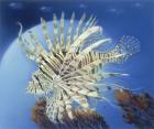 Lion Fish