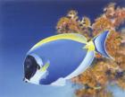 Powder Blue Tang