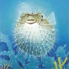 Puffer Fish