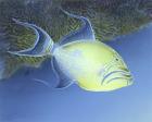 Trigger Fish
