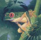 Tree Frog